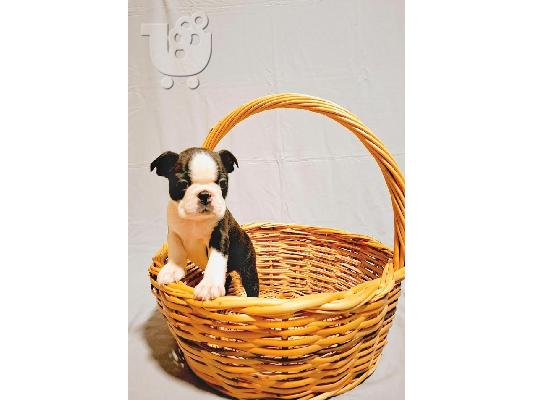 Κουτάβια Boston Terrier της σειράς πρωταθλητών